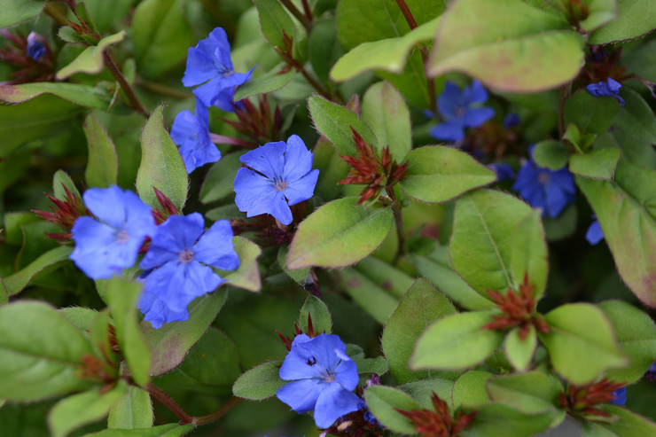 Μόλυβδος Ceratostigma