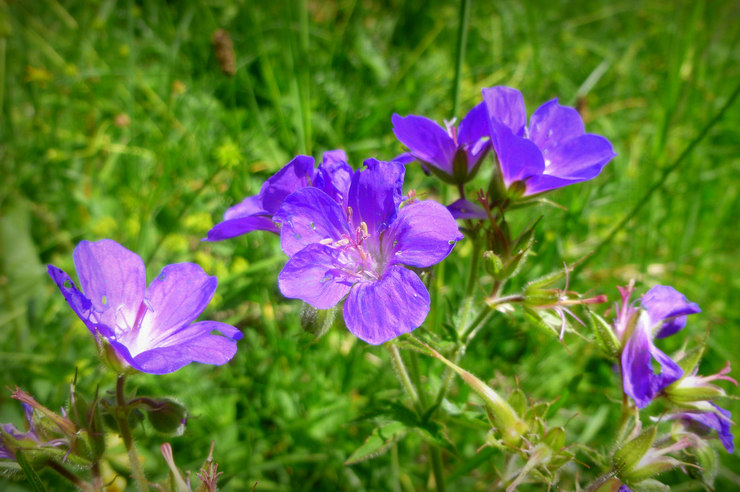 Niittygeranium