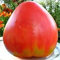 Vlastnosti paradajky Budenovka a opis odrody