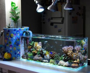Hjemmelavede akvarier-tilgængelig for alle: et gør-det-selv akvarium derhjemme: hvordan man laver glas, hvordan man limer, video