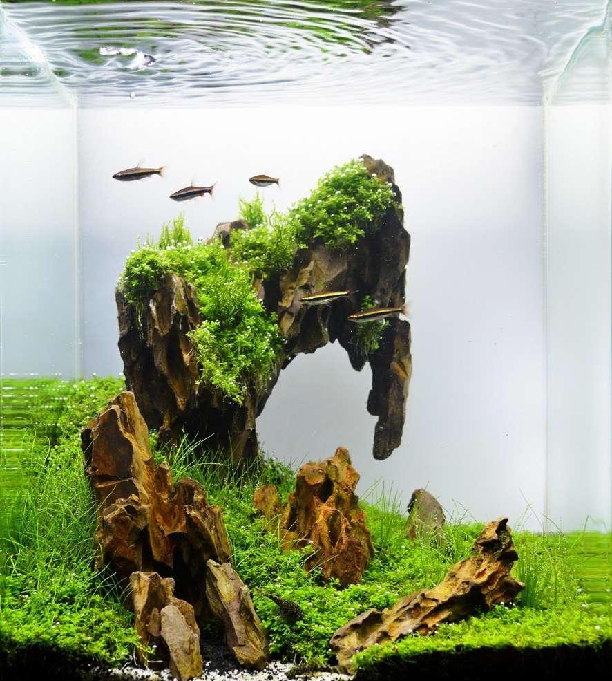 Indretning af sten akvarium