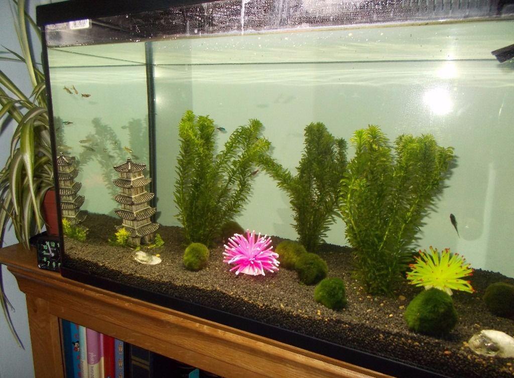 ديكور لحوض السمك بالنباتات