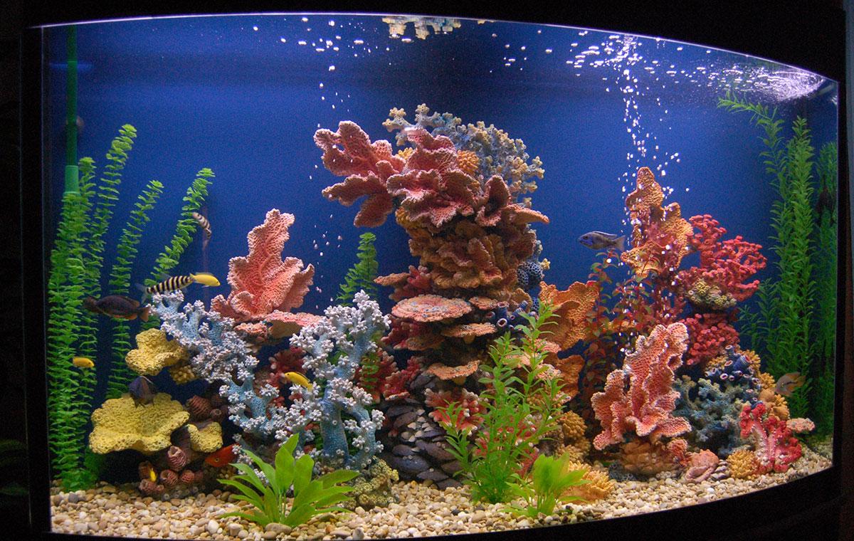 الشعاب المرجانية الزخرفية لحوض السمك
