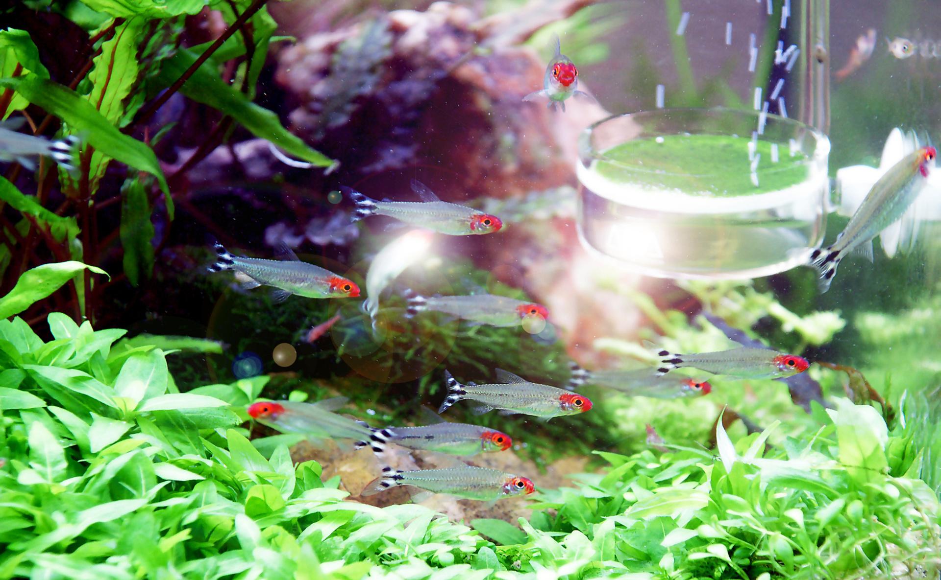 ديكور حوض السمك مع الأسماك الصغيرة