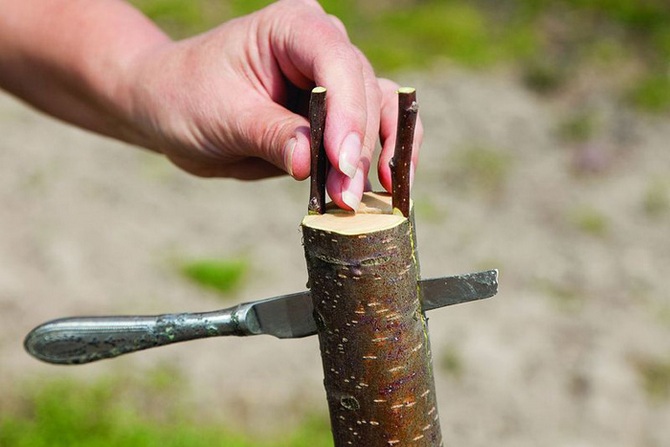 Onnistuneen rokotuksen salaisuudet