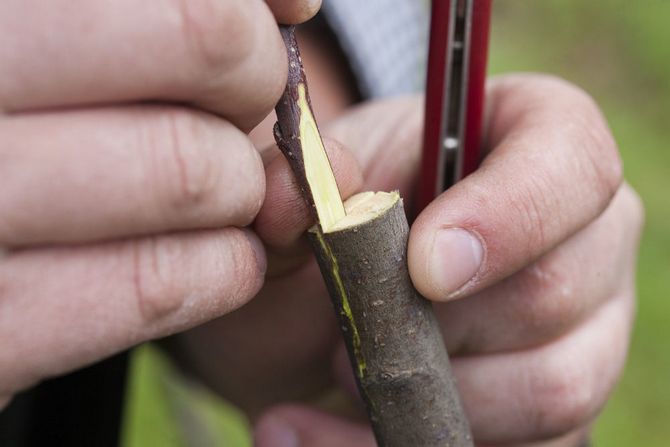 De bedste måder at pode frugt på