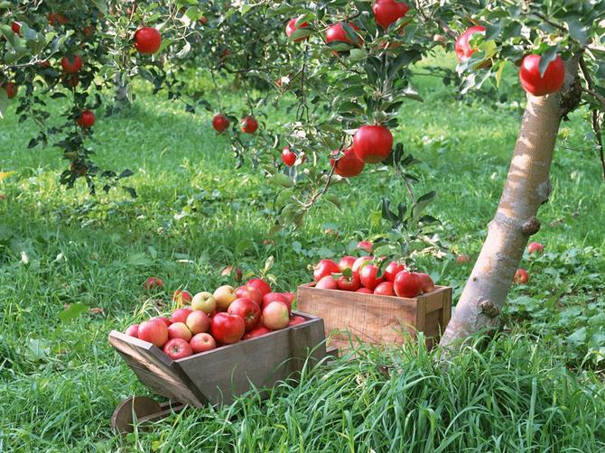تطعيم أشجار الفاكهة في الربيع: أفضل السبل