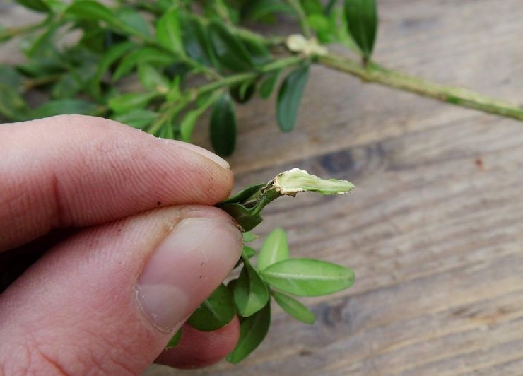 Boxwood stiklinger