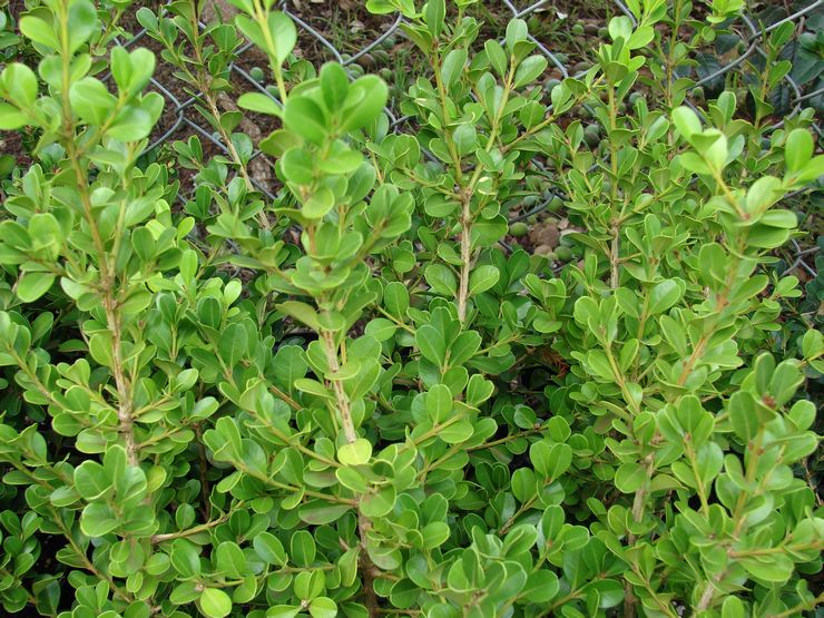 Boxwood stedsegrønne