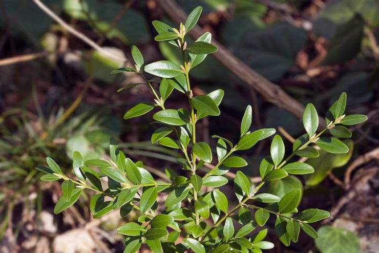 Boxwood Colchis eller kaukasisk