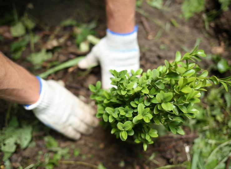 Plantning af buksbom i åbent terræn