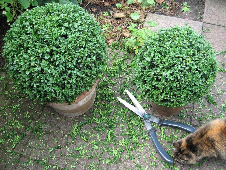 Boxwood pleje