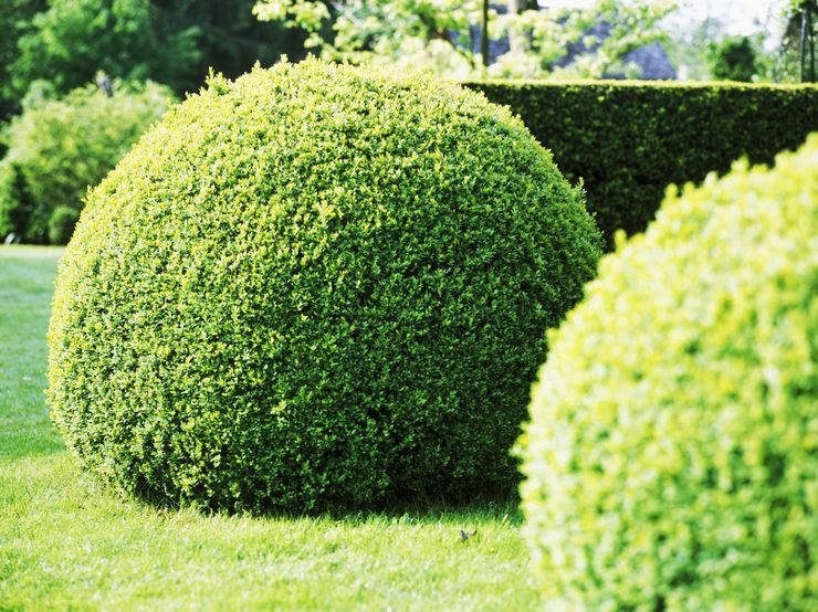 Boxwood -kasvi