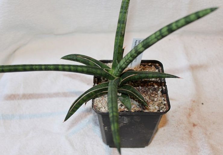 Sansevieria رشيقة أو رشيقة