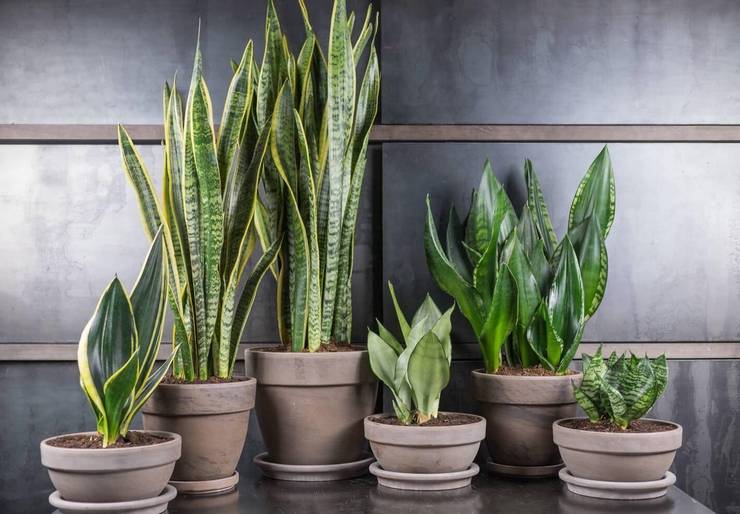 وصف وميزات sansevieria