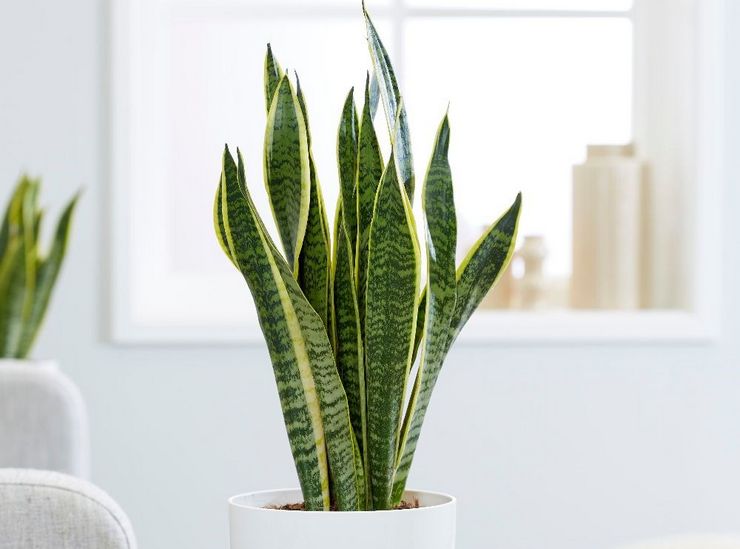 رعاية Sansevieria في المنزل