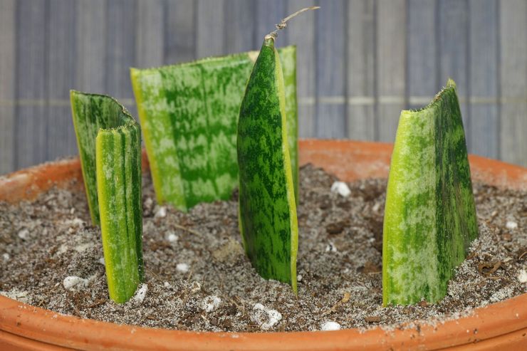 طرق تربية sansevieria