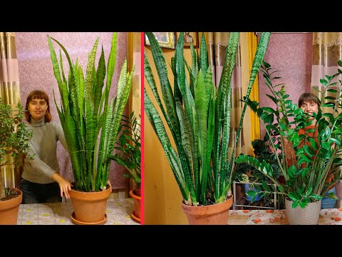 الزهرة الأكثر تواضعًا! رعاية Sansevieria والتكاثر