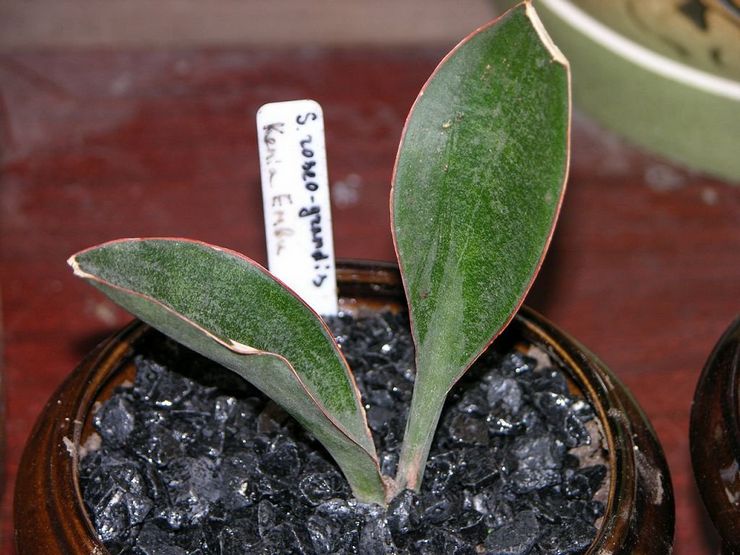 Sansevieria كبيرة