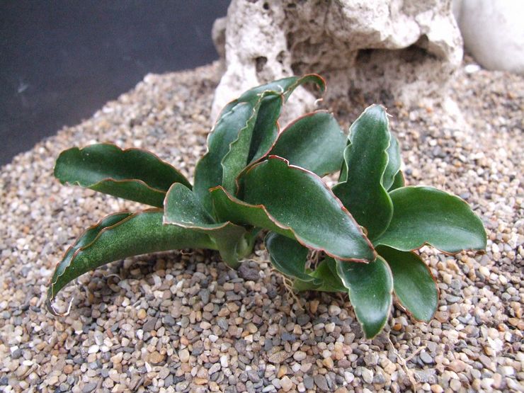 Sansevieria hyacint