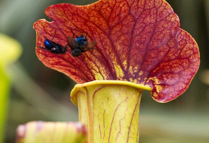 Hun modtager alle de næringsstoffer, hun har brug for fra de fangede insekter.