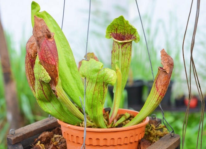 Sarracenia - hjemmepleje. Dyrkning af sarracenia - rovdyrplanter, transplantation og reproduktion. Beskrivelse. Foto