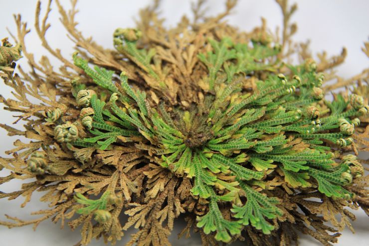 Selaginella ασθένειες και παράσιτα