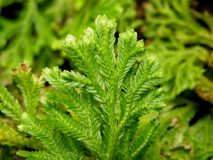 Selaginella Martens