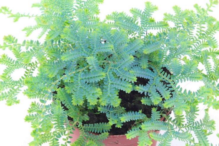 Selaginella مدمن مخدرات