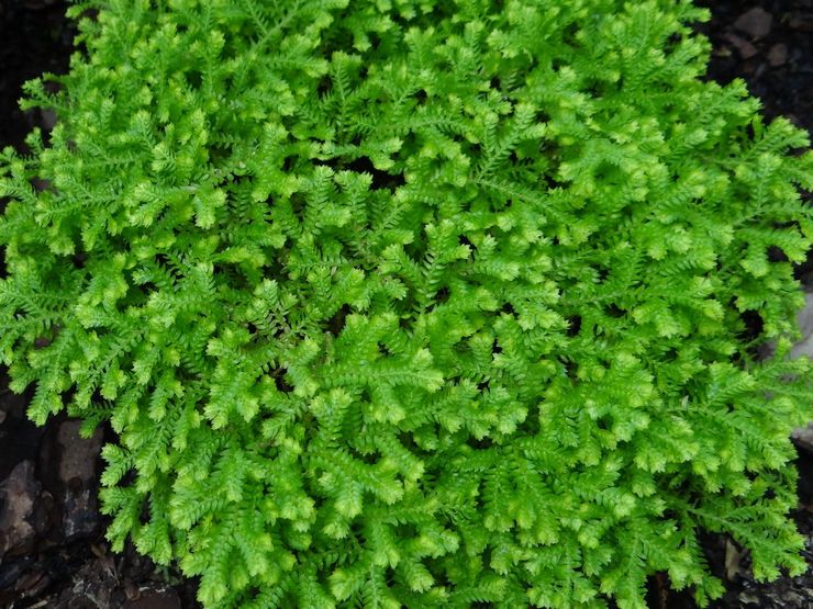 Selaginella Kraussa