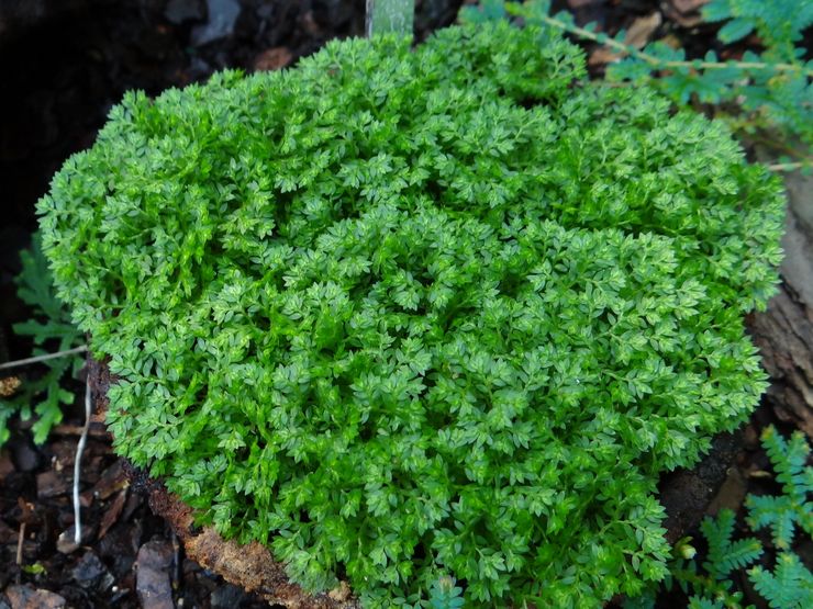 Selaginella بلا أرجل