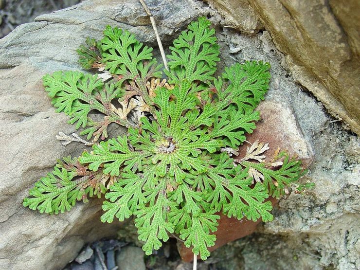 Selaginella φολιδωτή