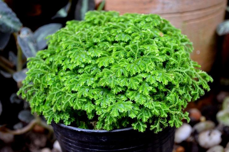 وصف Selaginella