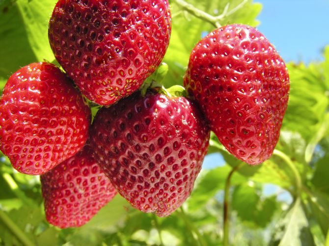 Επτά μυστικά μιας καλής συγκομιδής φράουλας