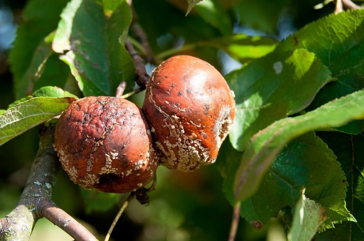 Grå rådne på æbletræet