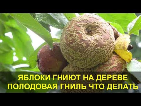Σάπια μήλα στο δέντρο. Fruit Rot - Moniliosis, τι να κάνετε πώς να το αντιμετωπίσετε.