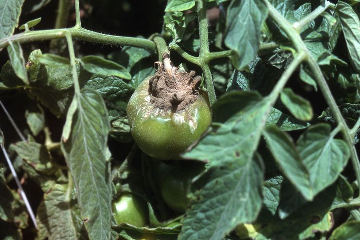Harmaa mätä tomaateissa