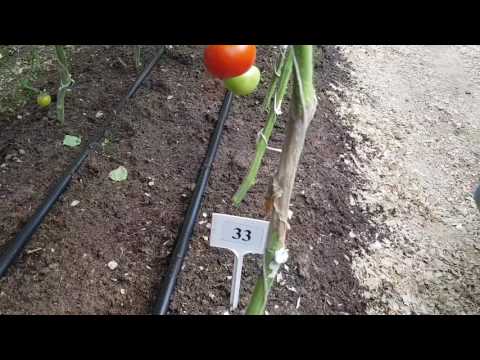 Harmaa mätä tomaateissa. Miten käsitellä harmaata hometta ??