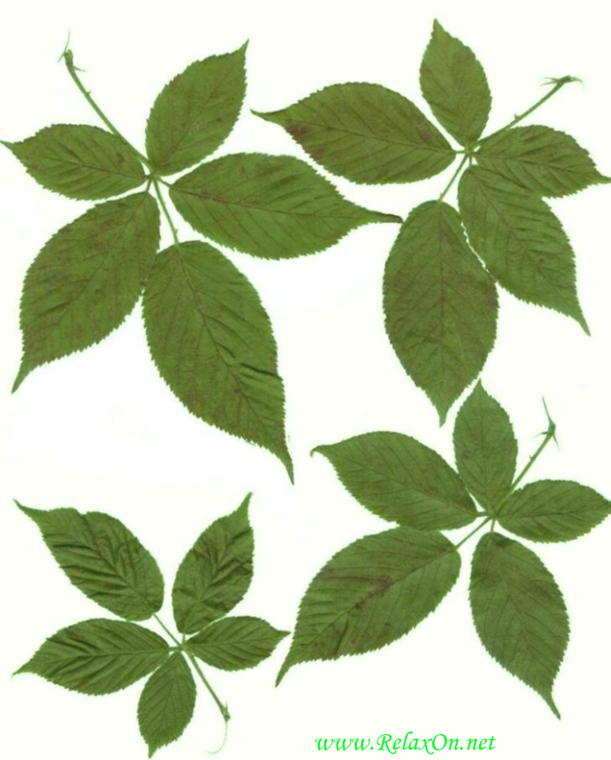 Φύλλα στένσιλ-3