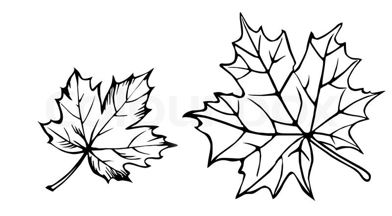 Ένα πρότυπο για τη σχεδίαση και την κοπή ενός φύλλου σφενδάμου - πώς να σχεδιάσετε ένα φύλλο σφενδάμου, σχεδιάστε ένα φύλλο σφενδάμου σταδιακά