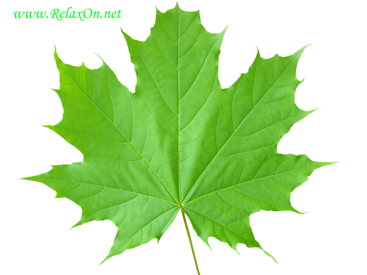 Maple Leaf Stencil-8