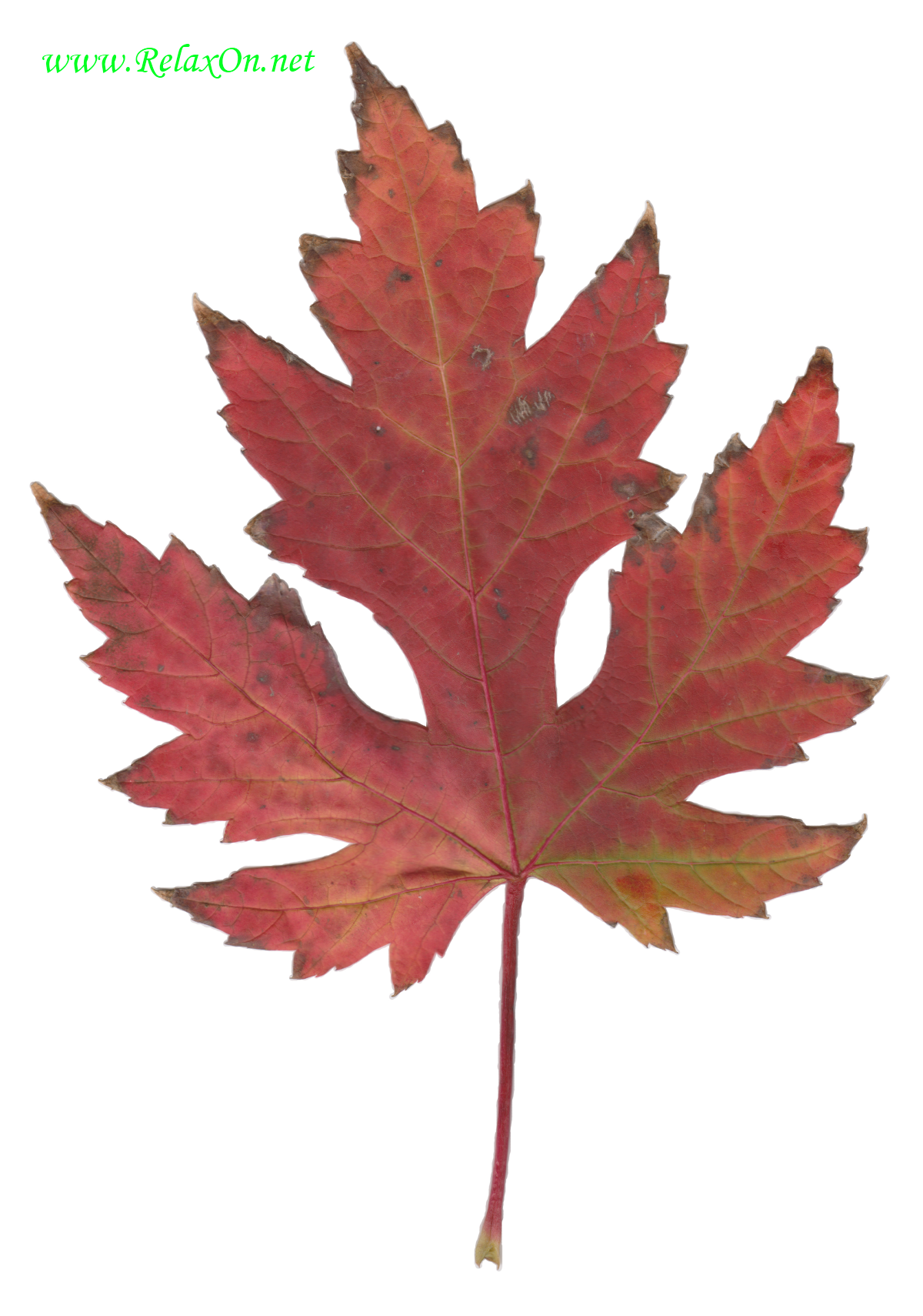 Maple Leaf Stencil-2