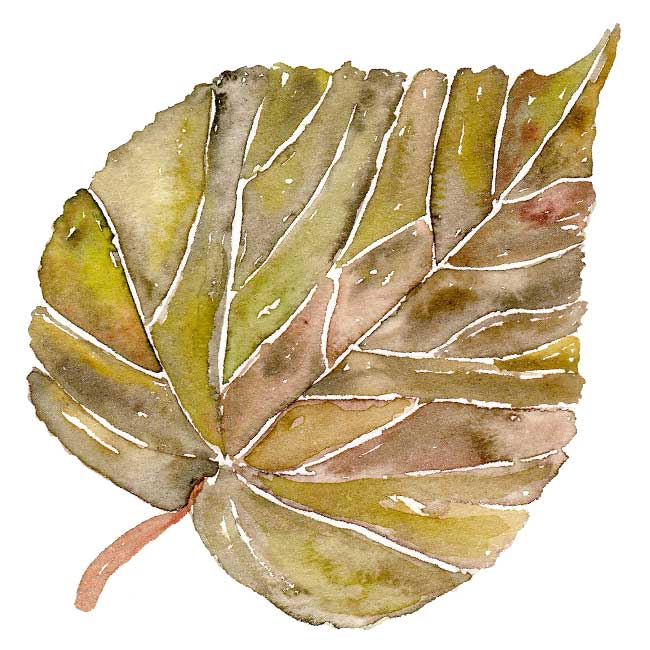 Φθινοπωρινά φύλλα: εικόνες, πρότυπα, στένσιλ