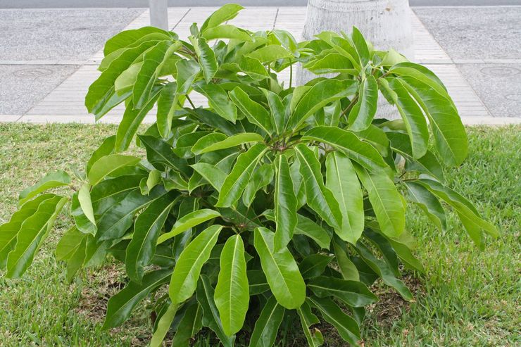 Schefflera λαμπερή