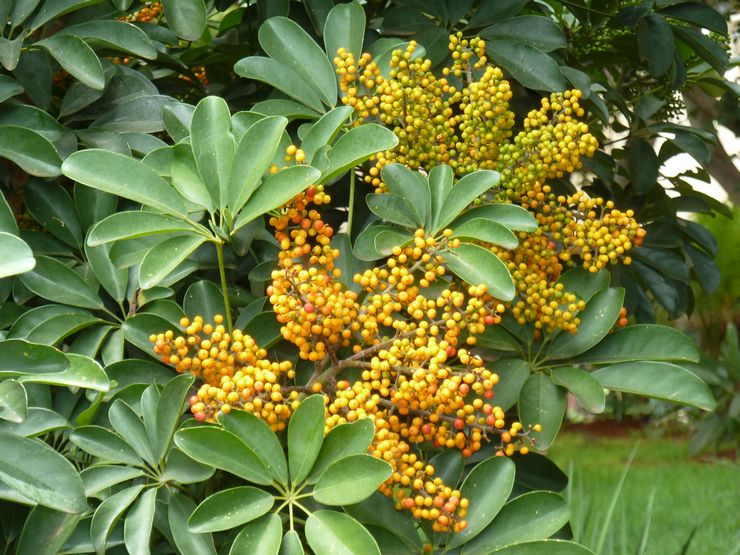 Schefflera træ eller arboricola