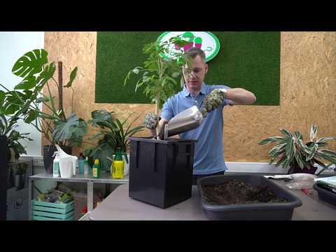 Schefflera's hjemmelavede, letplejede plante