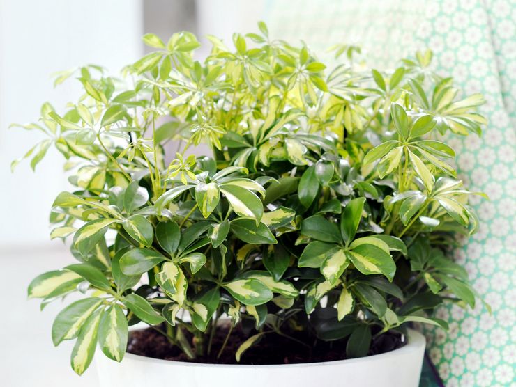 Sheffler plante