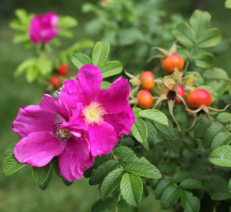 ثمر الورد نبات نادر يتطلب القليل من الصيانة أو لا يحتاج إلى صيانة.