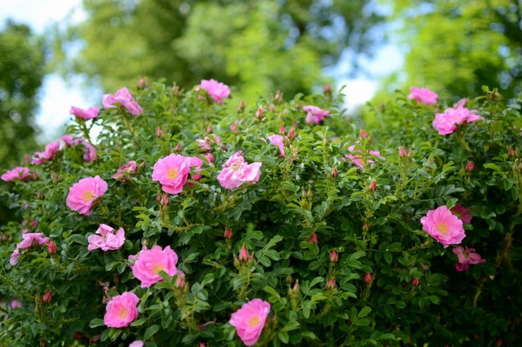 استخدام الوركين الوردية في تصميم الحدائق