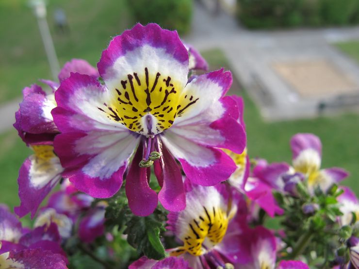 Schizanthus Vizetonsky